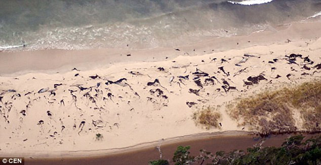 Phát hiện hàng chục cá voi hoa tiêu chết bí ẩn ở đảo xa ảnh 1