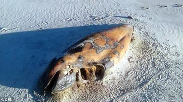 Phát hiện hàng chục cá voi hoa tiêu chết bí ẩn ở đảo xa ảnh 2