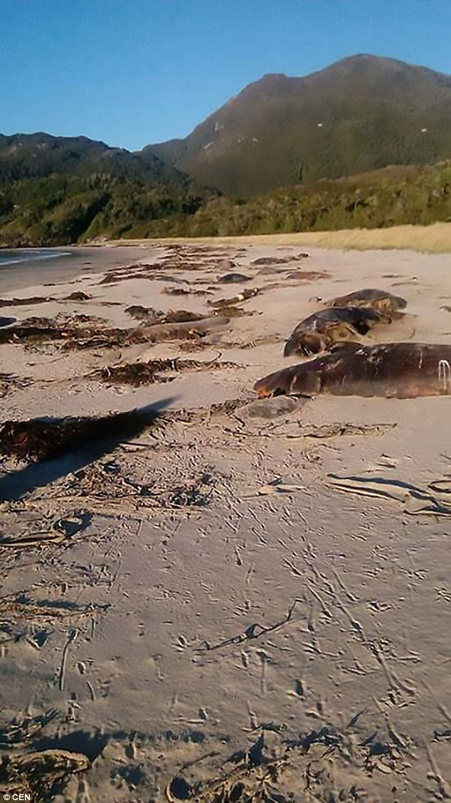 Phát hiện hàng chục cá voi hoa tiêu chết bí ẩn ở đảo xa ảnh 3