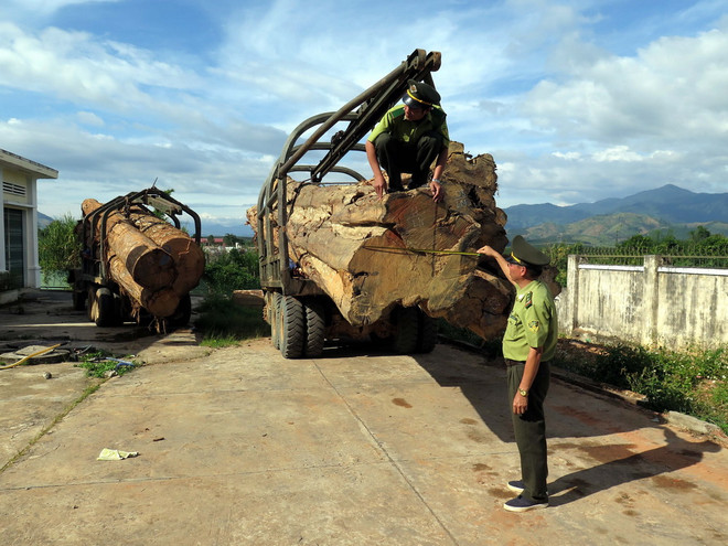 Tìm thấy xe tang vật vụ hàng chục mét khối gỗ lậu "lọt" qua biên giới ảnh 1