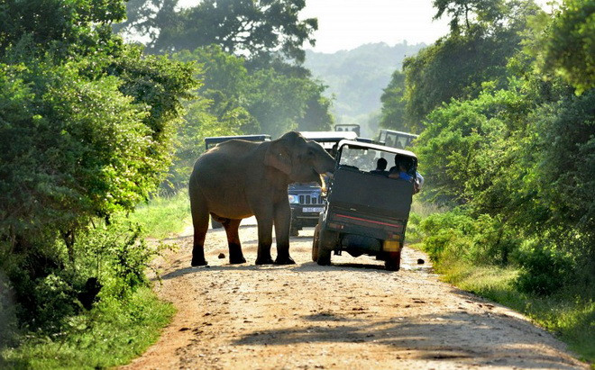 [Photo] Con voi khiến du khách hoảng sợ vì muốn xin thức ăn ảnh 1