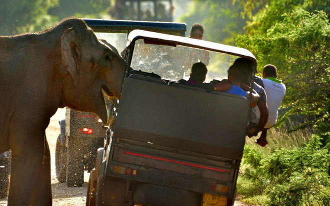 [Photo] Con voi khiến du khách hoảng sợ vì muốn xin thức ăn ảnh 4
