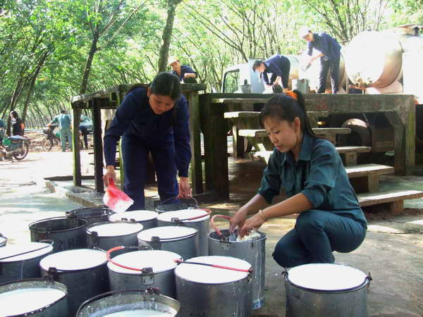 Tây Ninh: Nông dân phá bỏ gần 2.000ha cao su để trồng cây khác ảnh 1