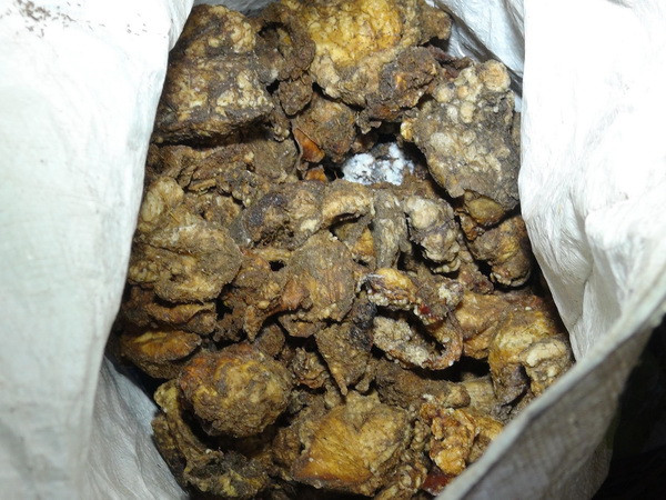 Phát hiện hàng trăm kg mỡ bẩn lẫn phân bò giấu trong chuồng gà ảnh 1