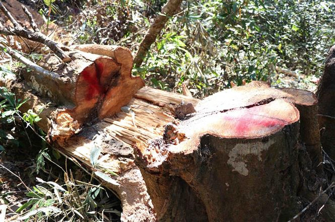 Tạm đình chỉ giám đốc Ban Quản lý rừng Di tích lịch sử Mường Phăng ảnh 1