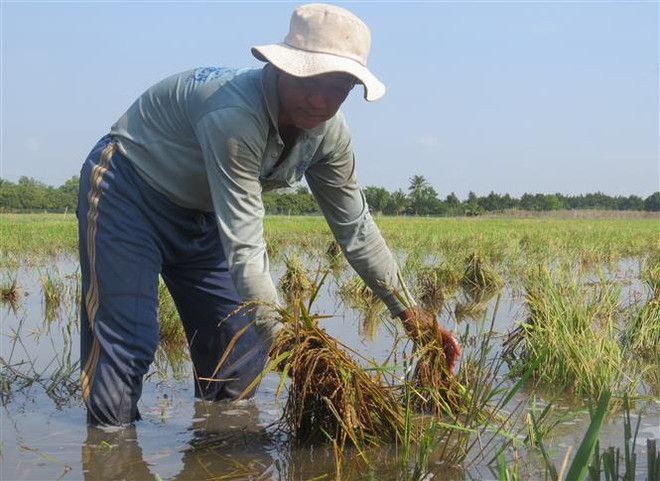 Đồng Tháp: Giải pháp tình thế nhằm ứng phó với triều cường ảnh 1