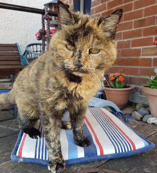 Chú mèo già nhất thế giới may mắn sống sót sau cuộc phẫu thuật ảnh 1