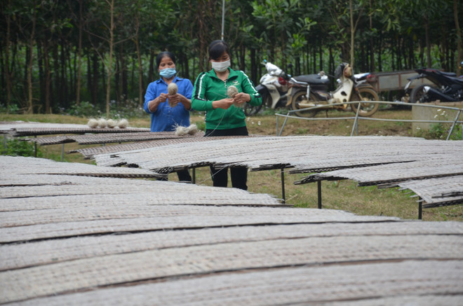 Làng nghề miến dong nổi tiếng xứ Thanh "chạy đua" với đơn hàng Tết ảnh 2