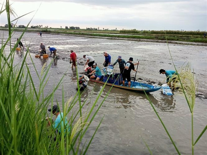 Người dân huyện Hồng Dân (tỉnh Bạc Liêu) thu hoạch tôm trên nền đất lúa. (Ảnh: Chanh Đa/TTXVN) Tỉnh Bạc Liêu tập trung đầu tư nâng tầm giá trị ngành tôm ảnh 1