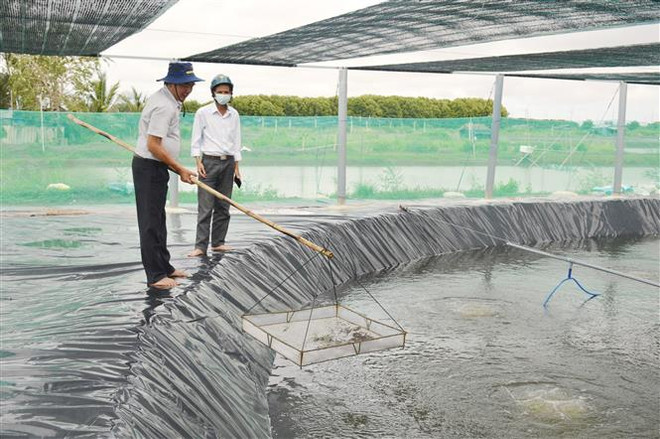 Tôm nuôi trong ao phủ bạt tại Bạc Liêu. (Ảnh: Chanh Đa/TTXVN) Tỉnh Bạc Liêu tập trung đầu tư nâng tầm giá trị ngành tôm ảnh 2