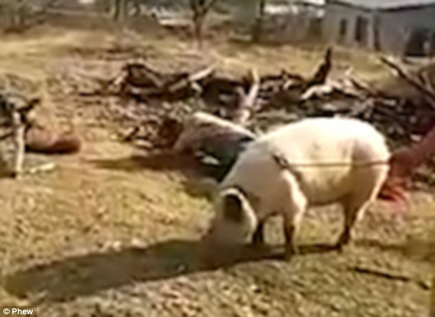 [Video] Hài hước người nông dân tự đập rìu vào đầu khi cố giết lợn ảnh 1