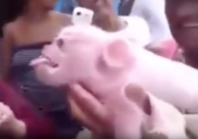 [Video] Người dân tò mò với sự xuất hiện của con lợn mặt khỉ ảnh 1