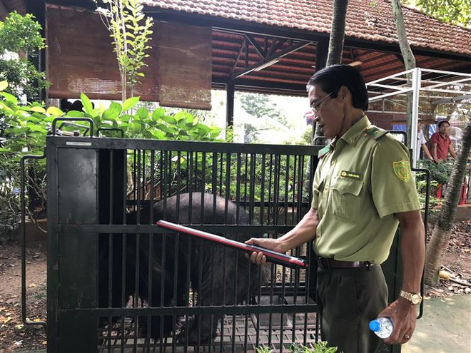 Cán bộ kiểm lâm tỉnh Bình Dương kiểm tra chíp cá thể gấu sau khi được cứu hộ. (Ảnh : Nguyễn Văn Việt/TTXVN) Bảo tồn động vật hoang dã nguy cấp: Ngăn chặn các hành vi ảnh 3