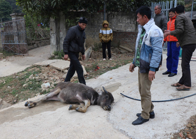 Nhiều sinh hoạt của người dân vùng cao Điện Biên ngưng trệ vì giá rét ảnh 2
