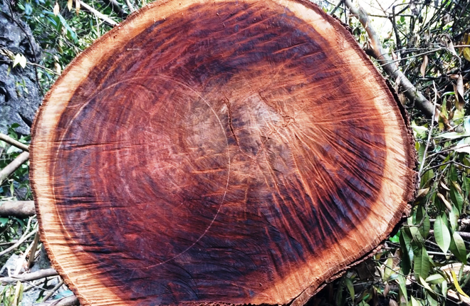 Nhìn lại những vụ ‘thảm sát đại ngàn’ sau lệnh ‘đóng cửa rừng’ ảnh 2