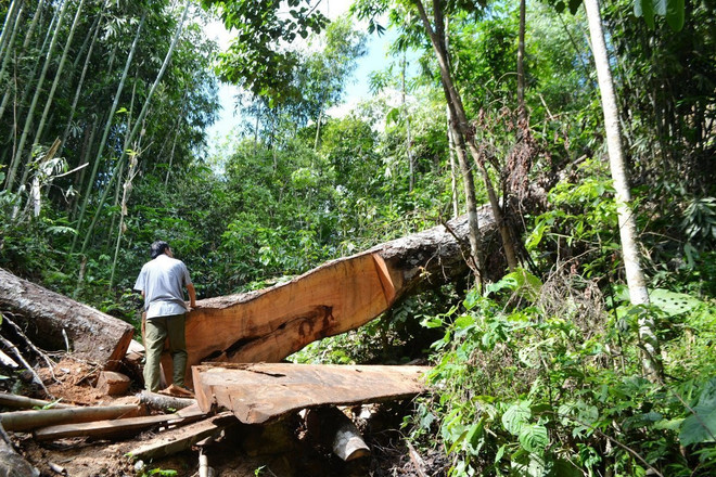 Nhìn lại những vụ ‘thảm sát đại ngàn’ sau lệnh ‘đóng cửa rừng’ ảnh 3