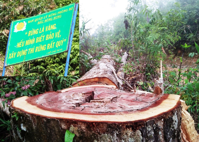 Nhìn lại những vụ ‘thảm sát đại ngàn’ sau lệnh ‘đóng cửa rừng’ ảnh 1