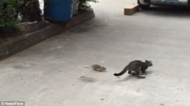 Sửng sốt cảnh mèo hoảng sợ khi bị con chuột nhỏ truy đuổi ảnh 1