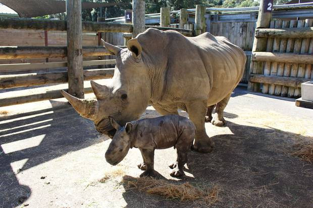 Tê giác con cực kỳ đáng yêu chào đời tại Vườn thú Auckland ảnh 3