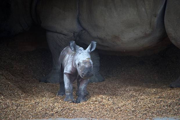 Tê giác con cực kỳ đáng yêu chào đời tại Vườn thú Auckland ảnh 2