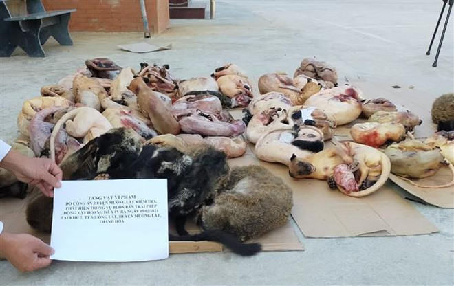 Thúc đẩy chiến lược chống tội phạm buôn bán loài hoang dã ảnh 1