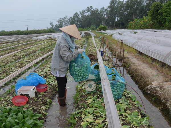 (Ảnh minh họa: Đỗ Phương Anh/TTXVN) Tôn vinh HTX, Tổ hợp tác tiêu biểu và Nông dân có sáng chế, sáng kiến ảnh 1