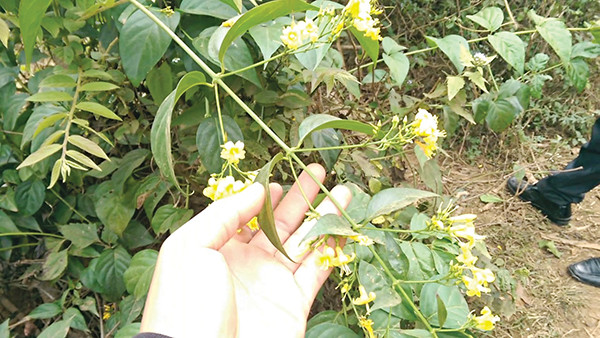 (Nguồn: suckhoedoisong.vn) Bắc Kạn: Một người tử vong, 4 người ngộ độc nặng do ăn nhầm lá ngón ảnh 1