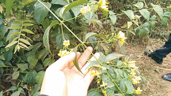 Bắc Kạn: Một người tử vong, 4 người ngộ độc nặng do ăn nhầm lá ngón ​ ảnh 1