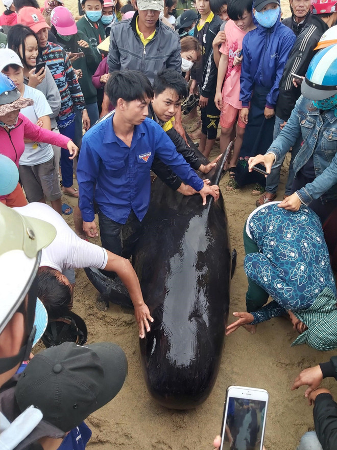 Cá Ông lụy vào bờ trong tình trạng kiệt sức. (Ảnh: Phước Ngọc/TTXVN) Quảng Ngãi: Cá Ông nặng 700kg lụy vào bờ biển xã Đức Minh ảnh 2