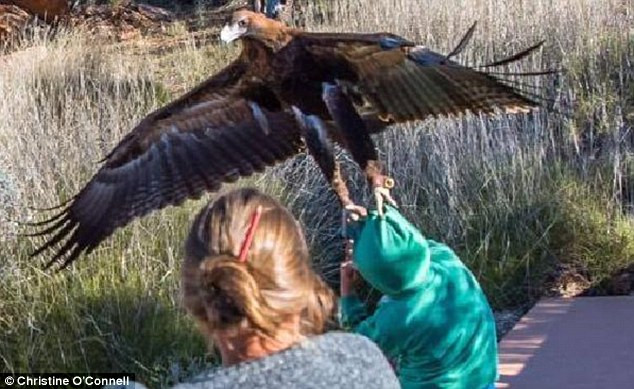 Hãi hùng cảnh đại bàng đuôi nhọn tấn công cậu bé 7 tuổi ảnh 1