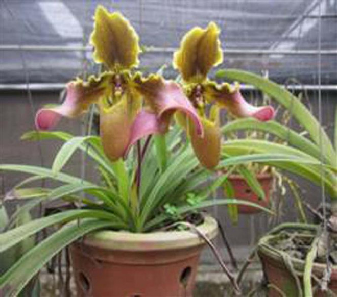 Phú Thọ: Hai vụ mất trộm lan quý với tổng giá trị gần 6 tỷ đồng ảnh 1