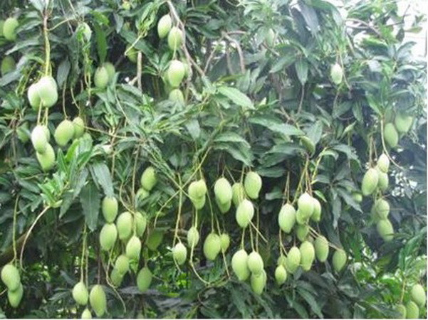 Hơn 800 tấn xoài Suối Lớn sẽ có mặt tại miền Bắc dịp Tết ảnh 1