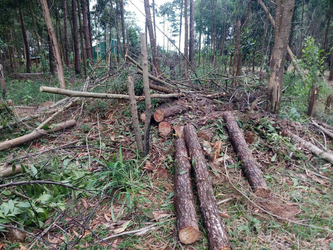 Thông bị chặt hạ để chiếm đất rừng tại tiểu khu 438A, xã Lộc Phú, huyện Bảo Lâm. (Ảnh: TTXVN phát) Lâm Đồng: Xử lý nghiêm 2 vụ phá rừng ở Bảo Lộc và huyện Bảo Lâm ảnh 1