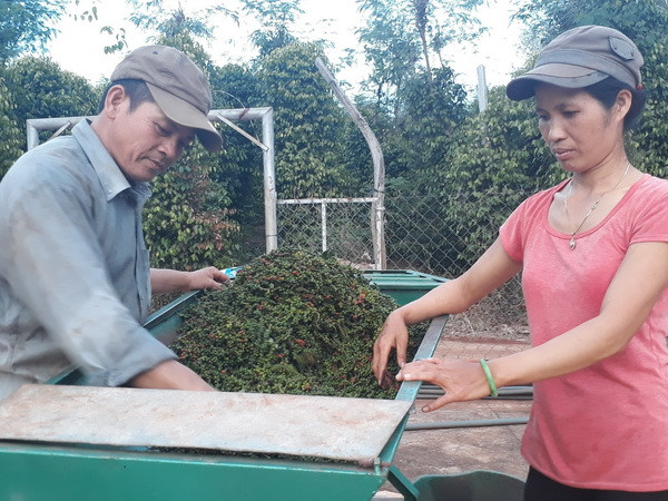 Giá hồ tiêu vẫn chưa có xu hướng phục hồi trong vài năm tới ảnh 1