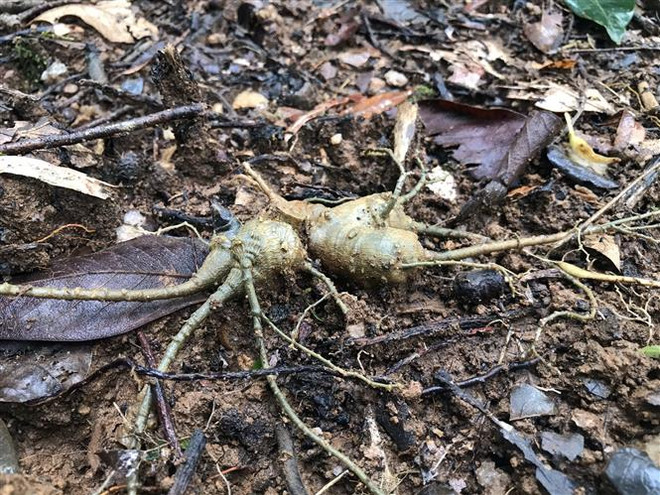 Kon Tum: Truy tìm kẻ gian trộm hơn 100 cây sâm Ngọc Linh của nông dân ảnh 1