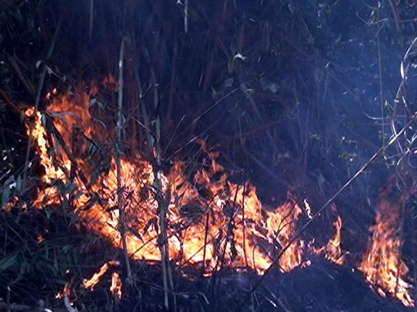 Một đám cháy bùng phát tại Vườn quốc gia Hoàng Liên ảnh 1