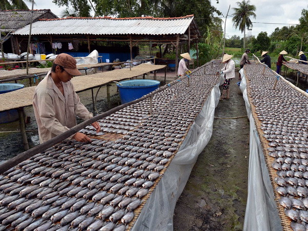 Cà Mau: Giá đặc sản khô mực tăng mạnh dịp Tết ảnh 1