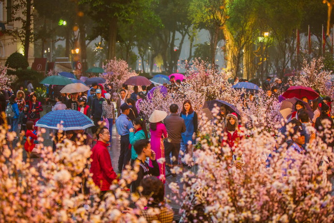 Trải nghiệm văn hóa Nhật Bản tại Lễ hội Hoa anh đào Hà Nội ảnh 1