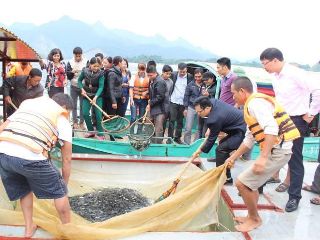 Thả hơn 78.000 con cá giống xuống lòng hồ thủy điện Tuyên Quang ảnh 1