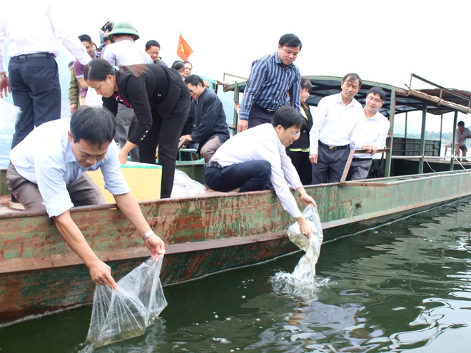 Thả hơn 78.000 con cá giống xuống lòng hồ thủy điện Tuyên Quang ảnh 3
