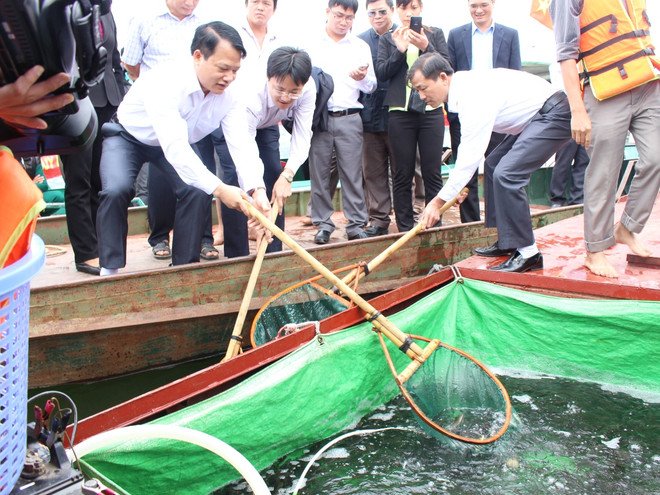 Thả hơn 78.000 con cá giống xuống lòng hồ thủy điện Tuyên Quang ảnh 2