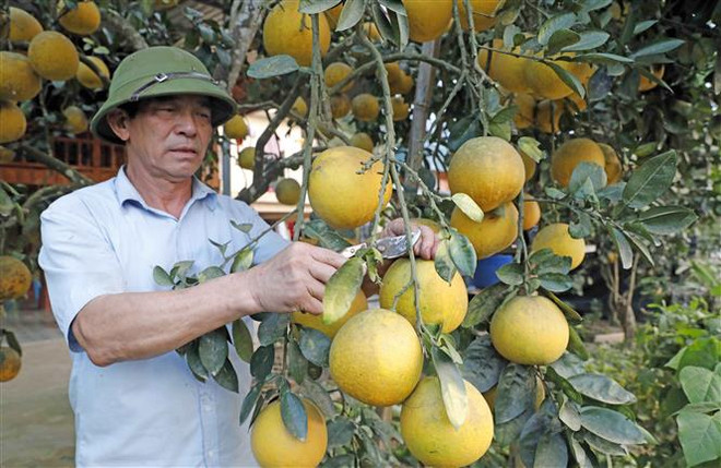 Có thêm nguồn vốn vay chương trình hộ sản xuất kinh doanh vùng khó khăn, gia đình ông Lò Văn Giá ở xã Bản Cang, huyện Mường Ảng có điều kiện cải tạo hàng ngàn m2 vườn trồng cây ăn quả cho hiệu quả kinh tế cao. (Ảnh: Trần Việt/TTXVN) Hơn 2.335 tỷ đồng vốn ưu đãi phục hồi kinh tế đã đến tay người dân ảnh 2