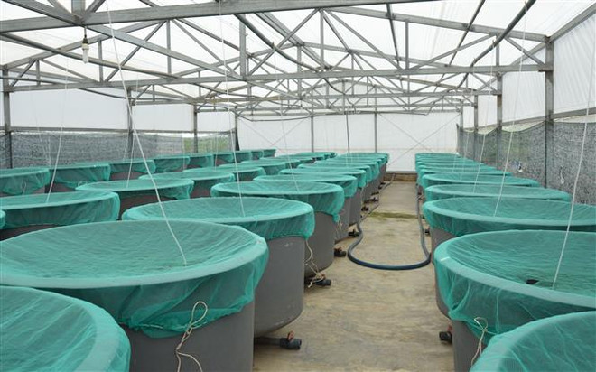 Đồng Tháp: Hình thành vùng sản xuất chuyên canh nuôi cá tra quy mô lớn ảnh 2