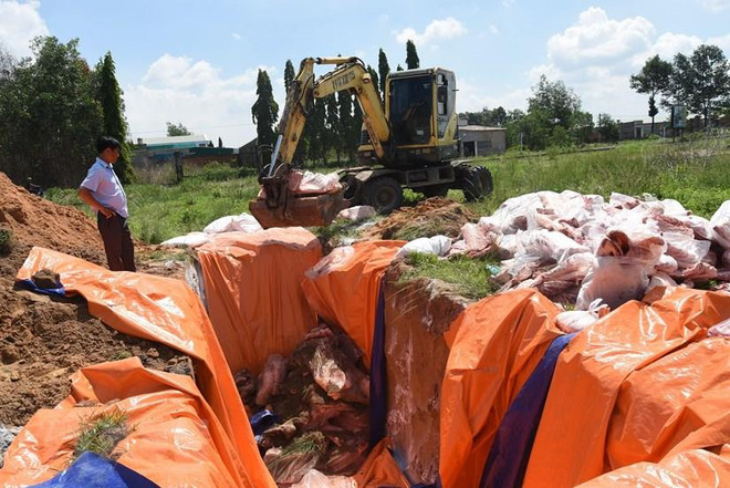 Bình Dương khẩn trương ngăn chặn dịch tả lợn châu Phi lây lan ảnh 1