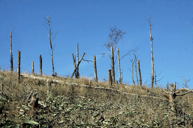 Đắk Nông: Rừng phòng hộ tan hoang, chính quyền xã "không biết" ảnh 1