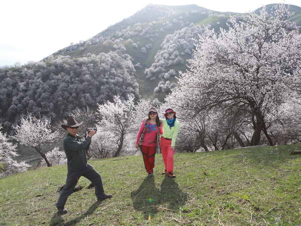 [Photo] Hoa mai rực rỡ khoe sắc ở khu tự trị Tân Cương ảnh 2