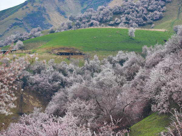 [Photo] Hoa mai rực rỡ khoe sắc ở khu tự trị Tân Cương ảnh 1