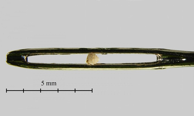 Ngỡ ngàng với loài ốc tý hon có thể đặt vừa trong lỗ kim ảnh 1