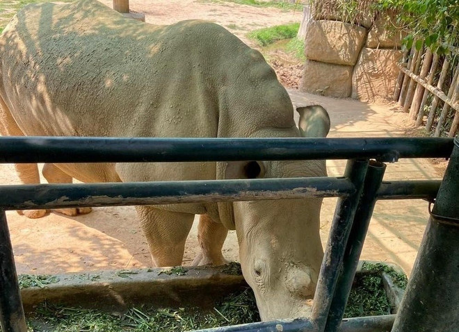 Nghệ An: Điều tra 6 cá thể tê giác chết tại một khu du lịch sinh thái ảnh 1