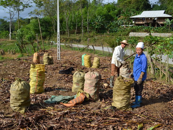 Người trồng dong riềng Bắc Kạn lao đao do giá mua thấp ảnh 1